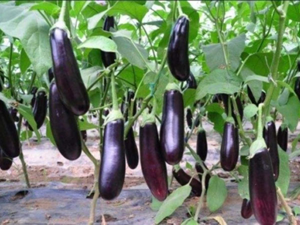 如何正確使用水溶肥？你了解嗎？