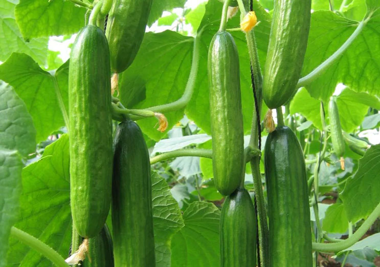 為什么蔬菜要使用水溶肥不是復(fù)合肥？終于知道了！